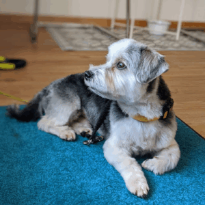 Hundesalon La Martina