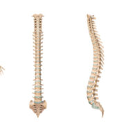 Osteopathie Fischer GmbH