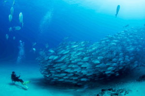 Padi Travel